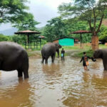 Meawang Elephant Care