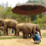 Thai Elephant Home